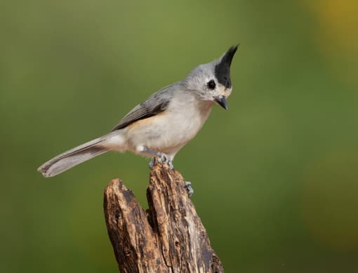 A black-crested titmouse, a resident of the park