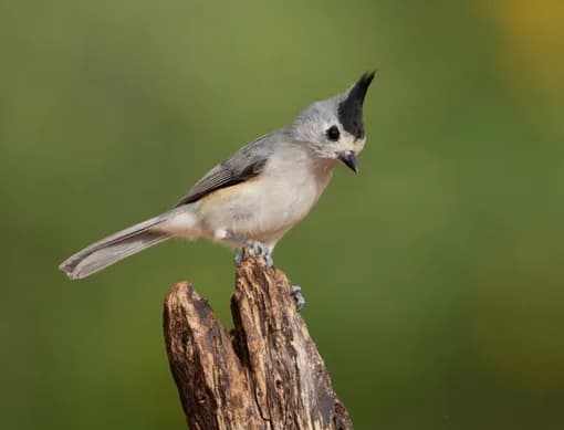 A black-crested titmouse, a resident of the park
