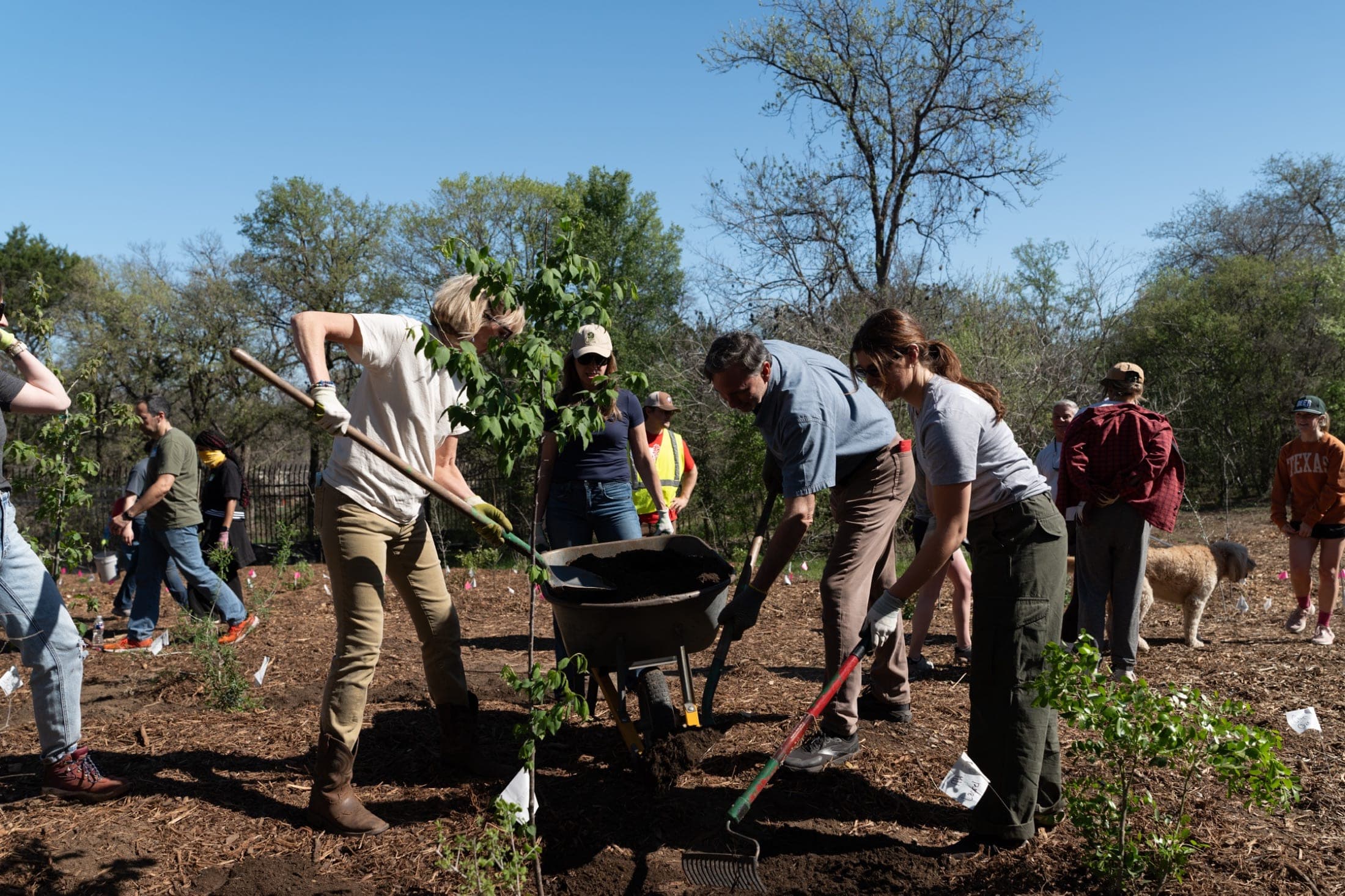 Native trees planted along the South Woodland project site near Barton Springs.