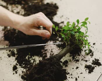 Austin Bonsai Society August Meeting