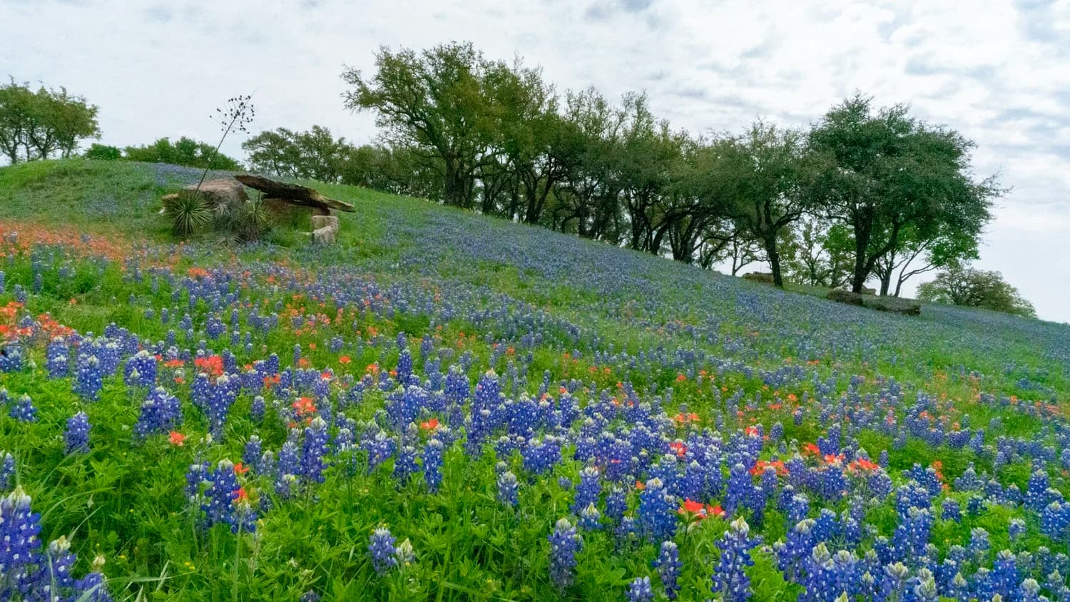 Roots Run Deep: Why Wildflowers and Native Grasses Are Central Texas Super Heros