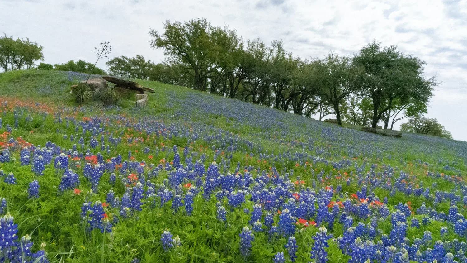 Roots Run Deep: Why Wildflowers and Native Grasses Are Central Texas Super Heroes