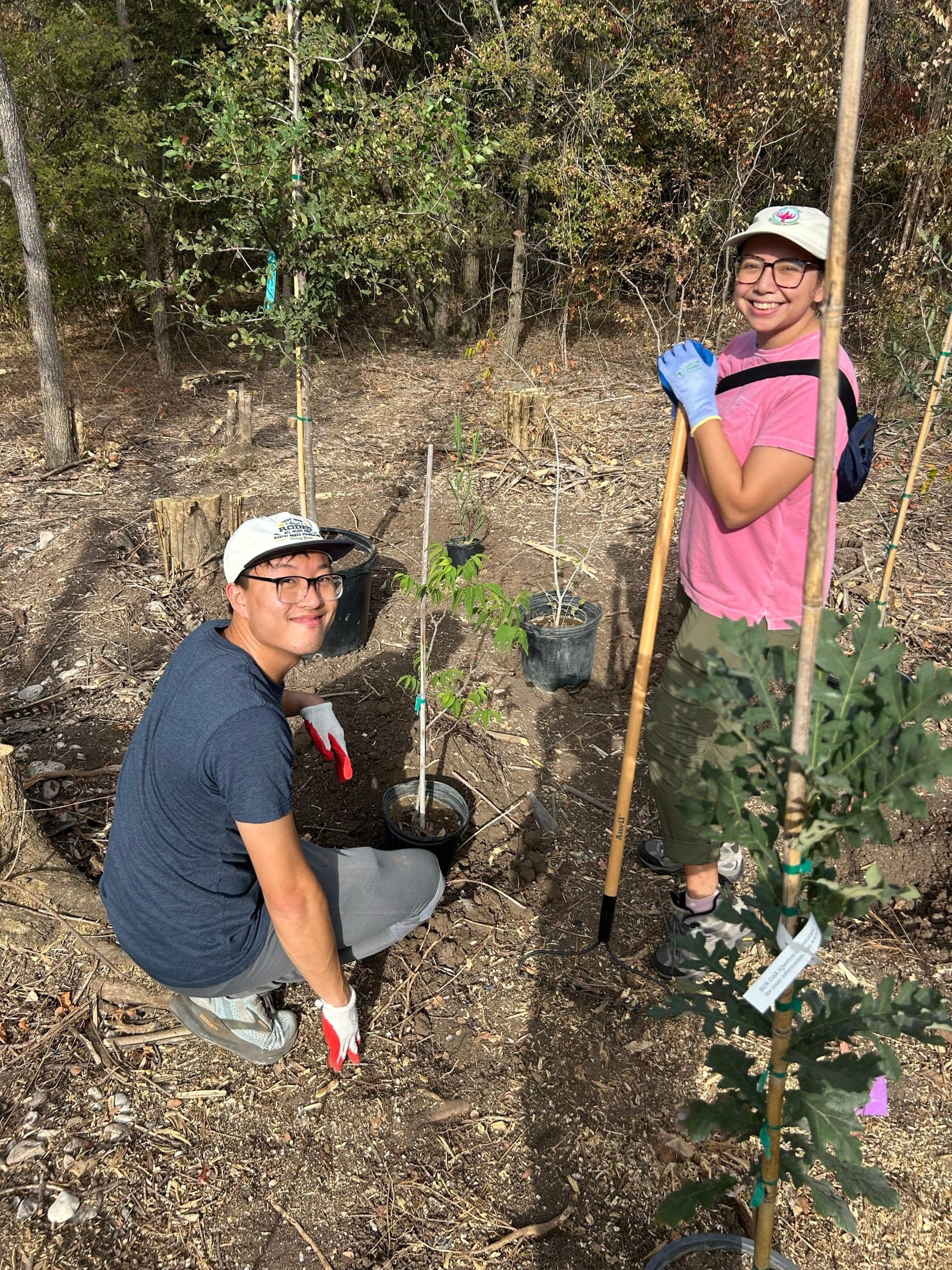 New native trees protected by fencing at the Columbus Drive restoration site.