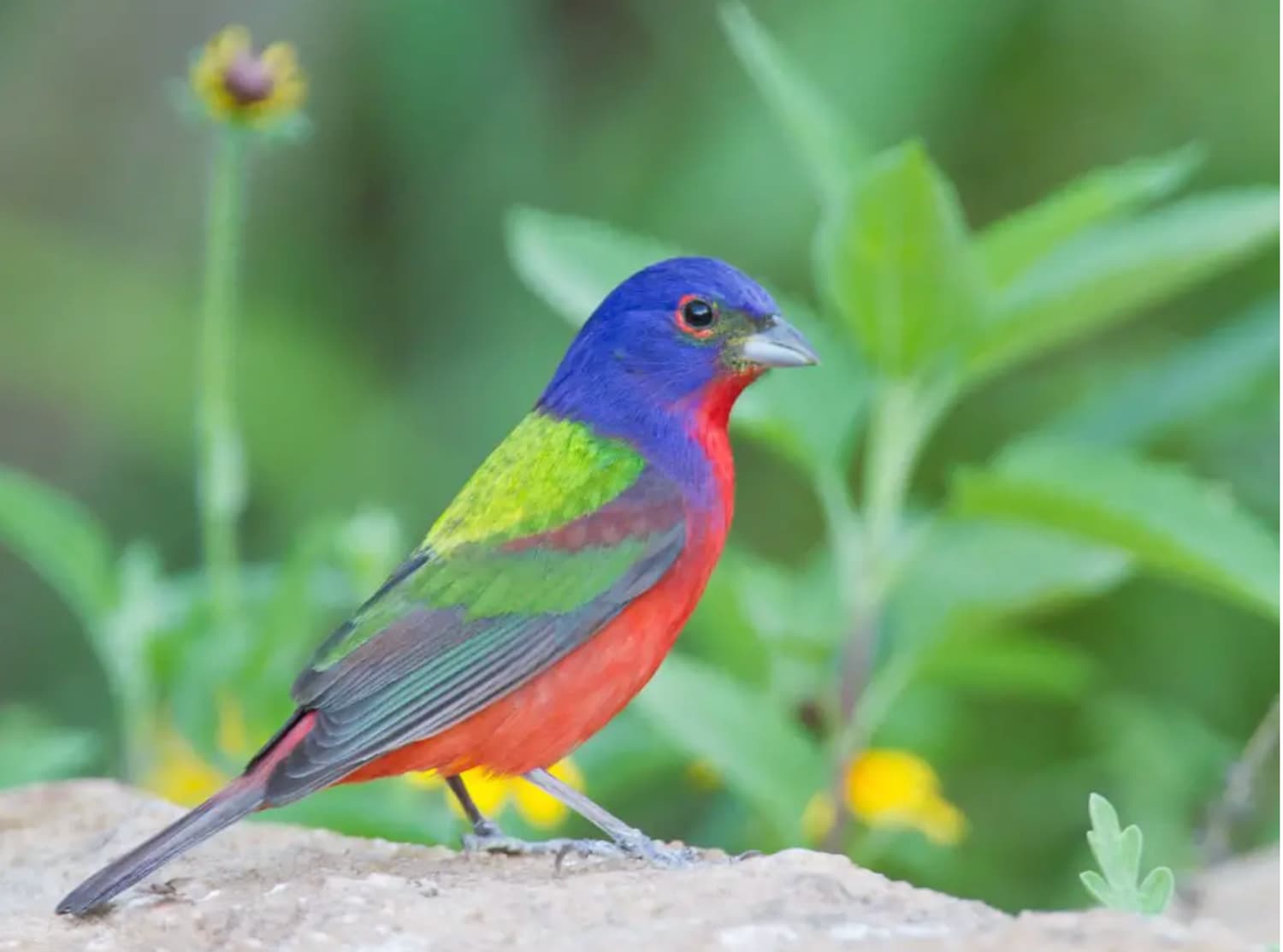 Zilker Park is for the Birds!