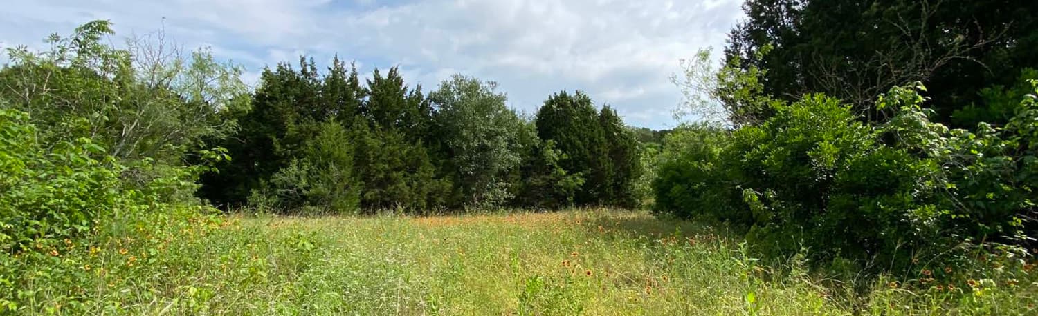 An open wildflower meadow ringed by trees in Zilker Park