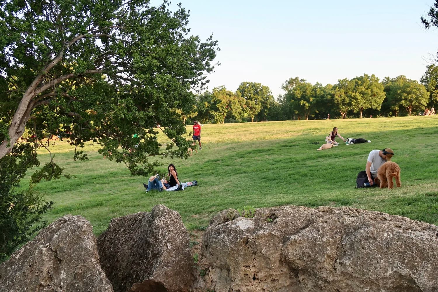 Austinites picnicking on the Great Lawn under the live oaks at Zilker Park