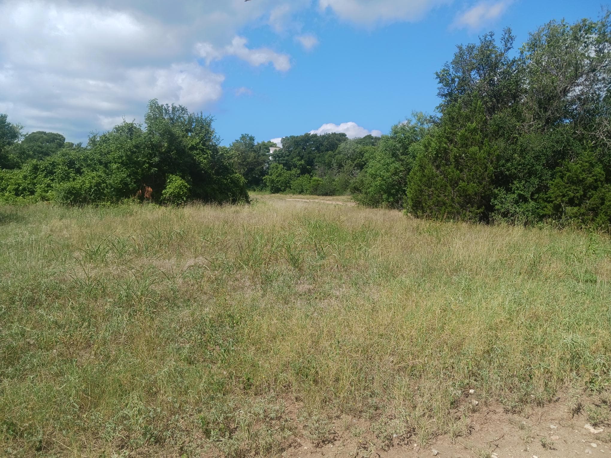 A grassy meadow planting area bordered by trees in Zilker Park